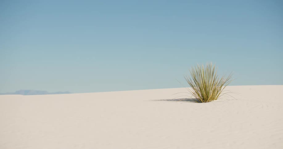 Static shot of a bush in a desert