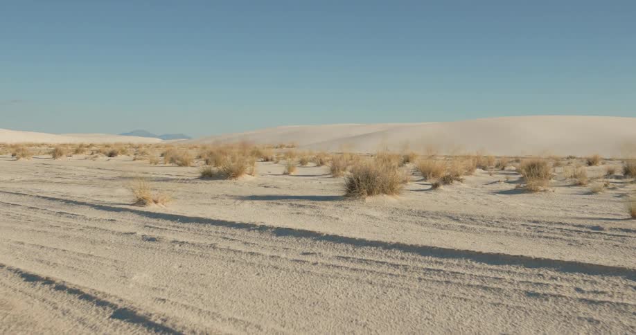 Scrub brush and sand dunes in desert