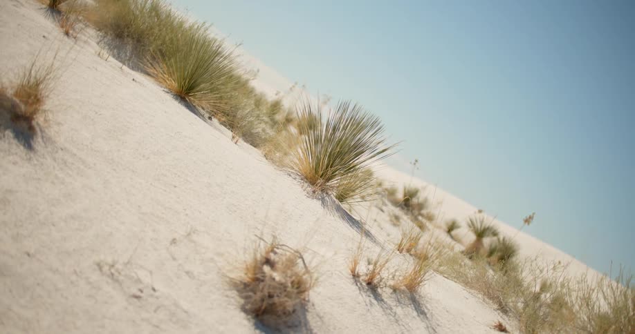 Grass grows in sand in a desert