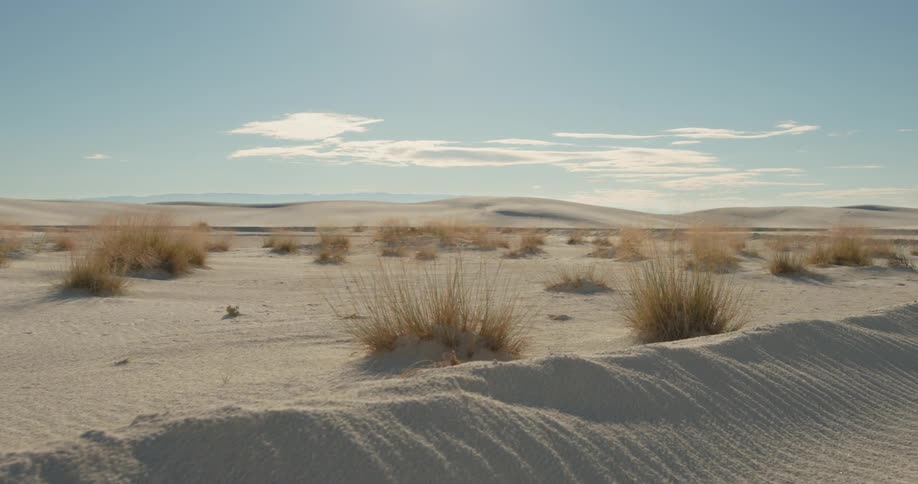 Grass like plants grow through the desert sand