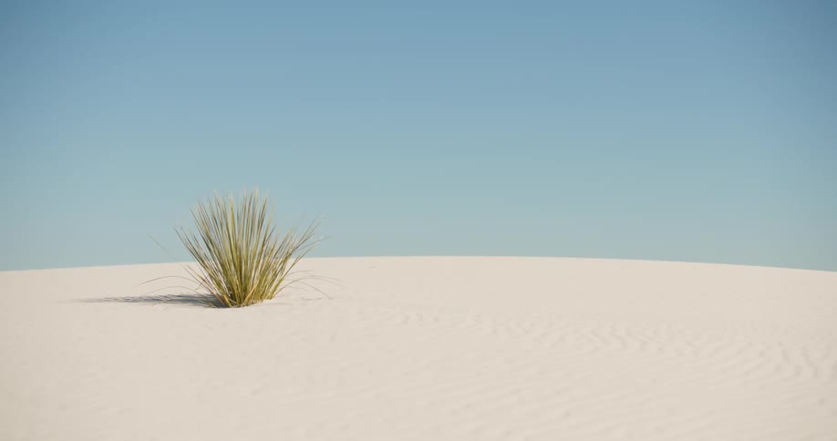 Solitary bunch of long grass sits in the sand
