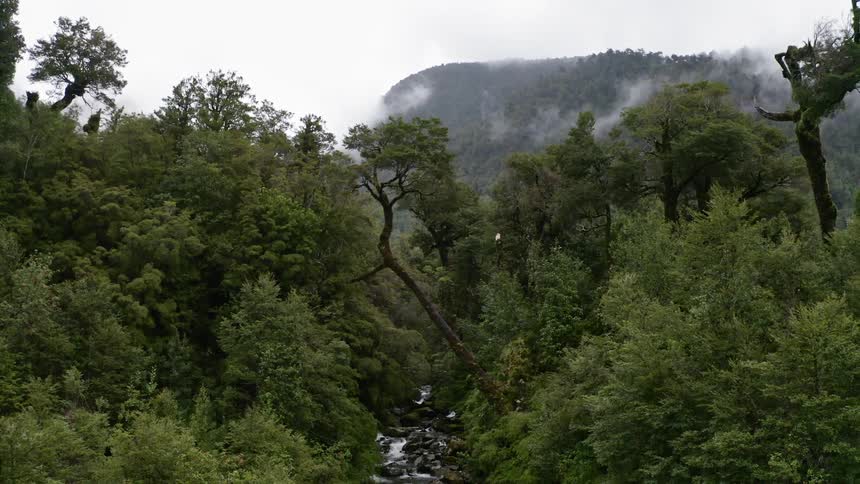 Small stream flows through the forest with distant mountain covered with fog by day