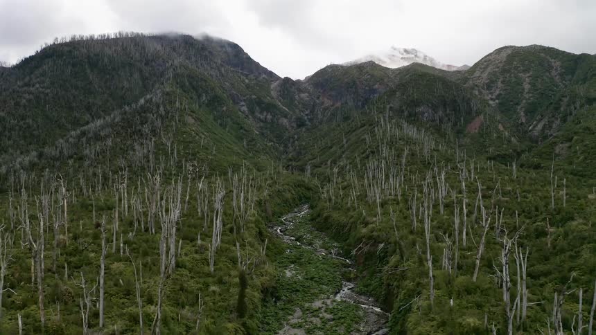 A decimated forest lies at the bottom of a mountain