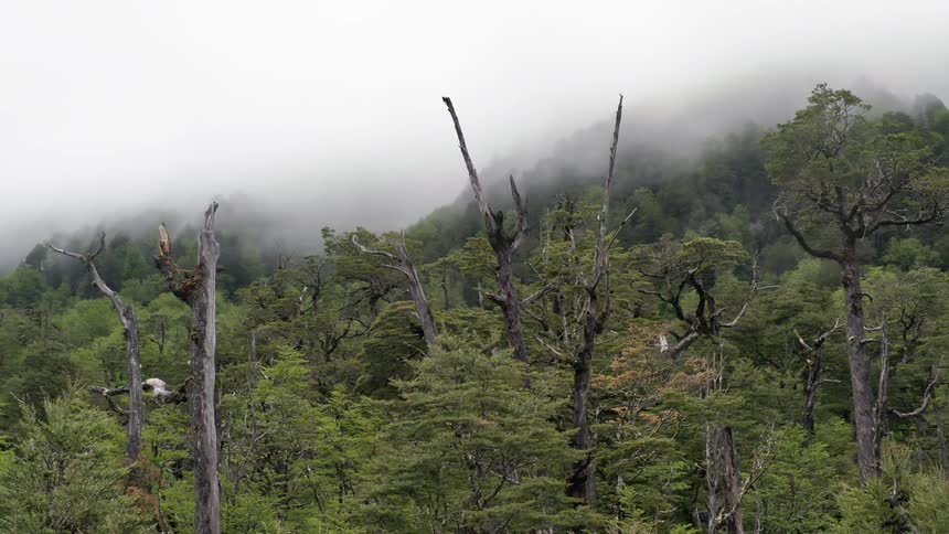 A forest covered in mist grows up the side of a mountain