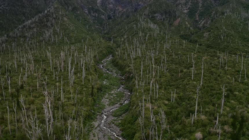 A stream runs through a forest of leafless trees on a mountain