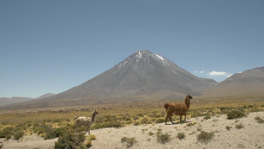 Llamas walk in grasslands with mountain landscape