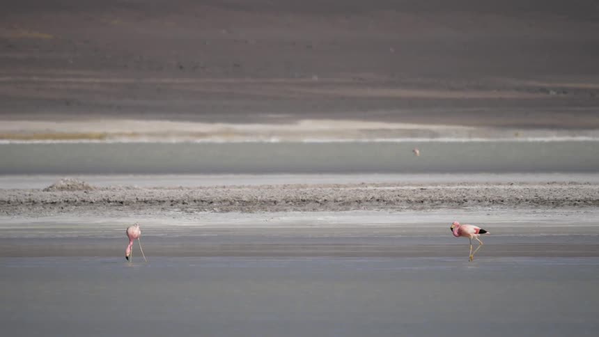 Two pink flamingos walk in shallow water