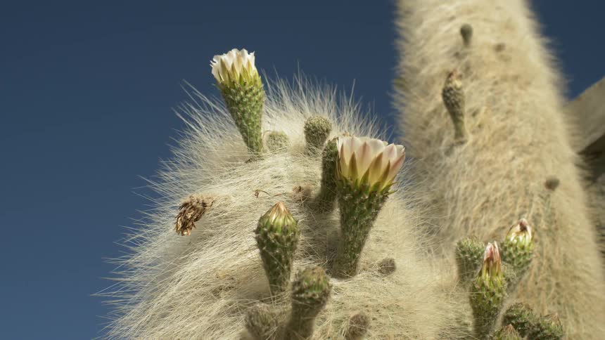 A furry cactus blows in the wind