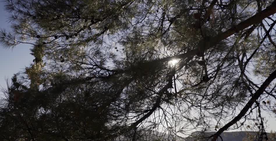 Tree branches on a sunny day