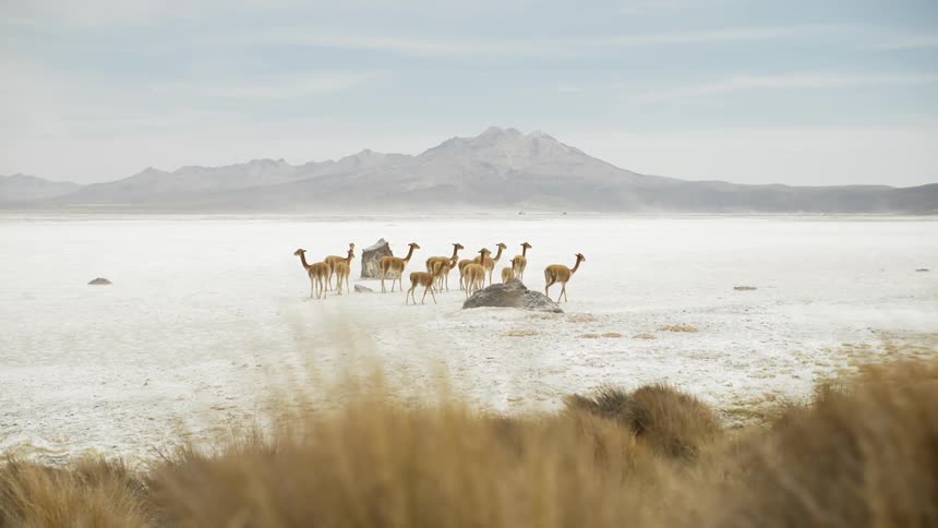 A pack of saharan herbivores stands alertly in the wide open expanses of an arid flatland