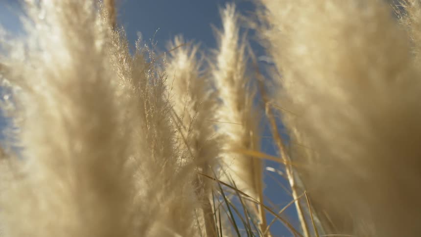 Close up view of wheat with the blue sky in the background