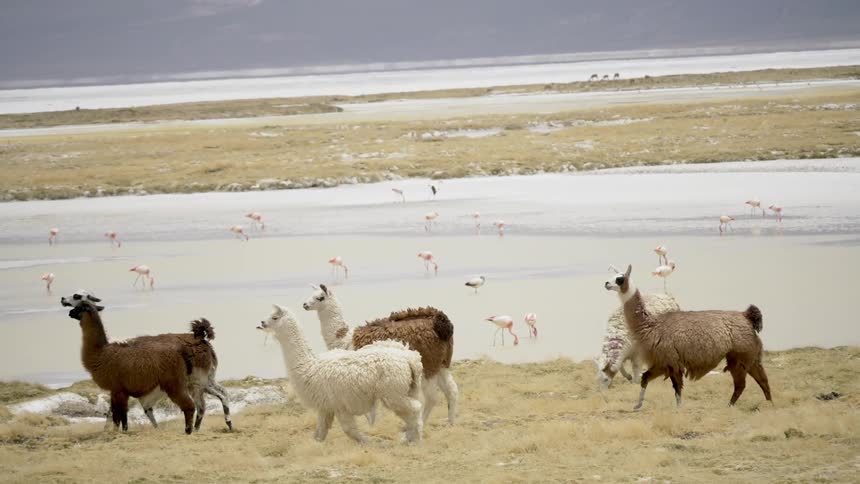 Llamas walk next to water filled with flamingos
