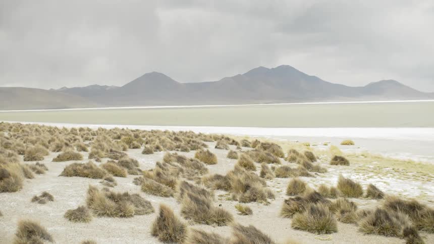 Clumps of grass cover a sandy desert landscape with mountains in the distance