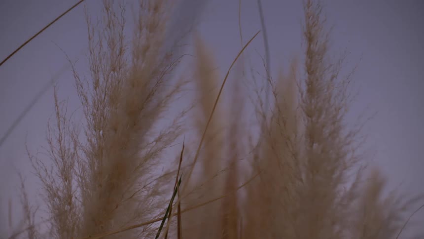 Stalks of wheat wave in the wind against a purple sky