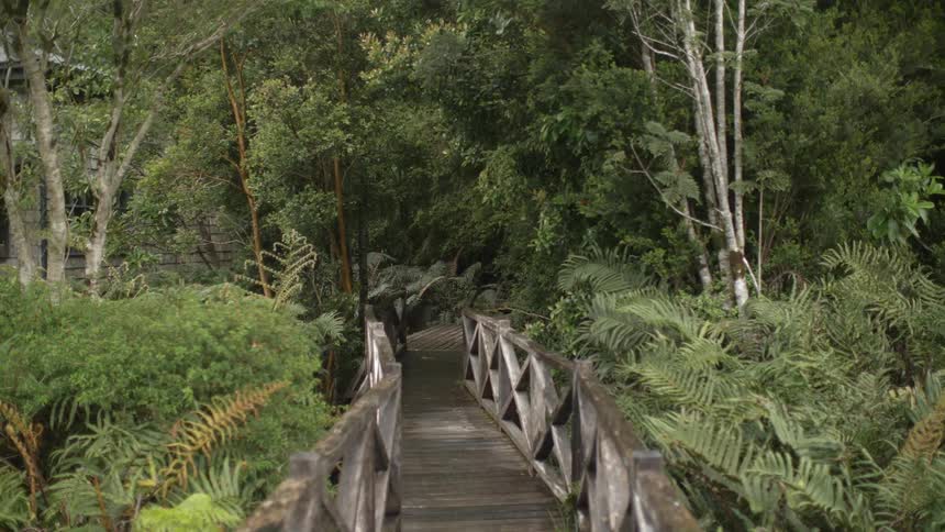 Wooden bridge in forest