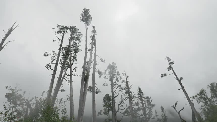 Tree trunks with few branches and leaves stand against a cloudy sky