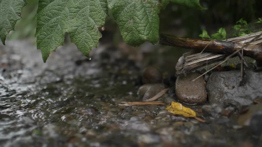 Water droplets falling off leaves in to a bubbling creek