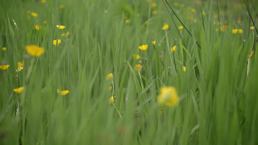 Yellow flowers in green field of grass