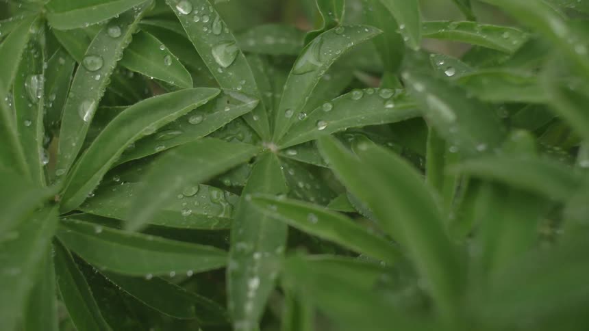 Water drops on plant leaves