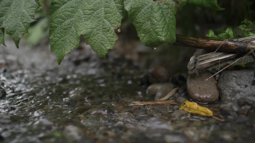 Droplets of water falling off a leaf and into a creek