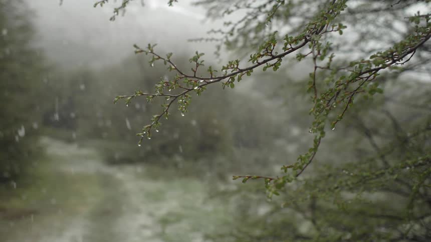 Snow falling on a rustic path in a forest
