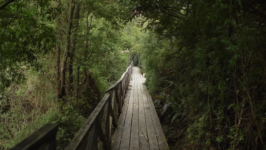 Slow movement down a wooden path in the woods