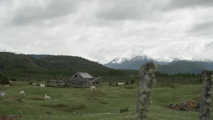 Sheep graze and lay down in a field on a farm surrounded by wire fence near the mountains