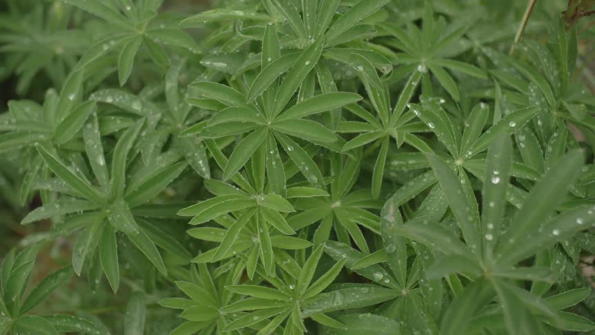 Moisture droplets on green plants