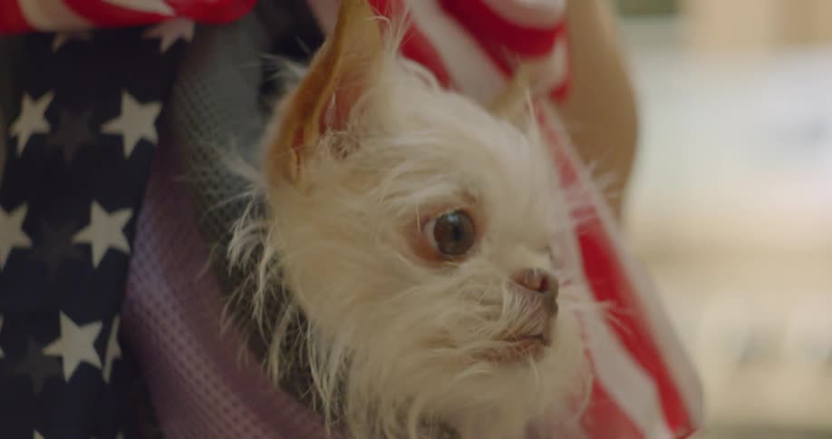 Small Dog Stock Video Footage | Download 4K and HD Video Clips | Filmsupply