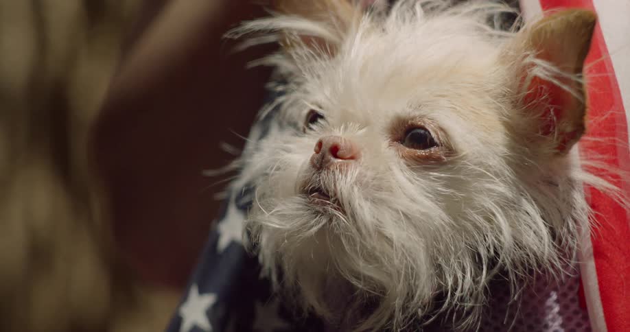 Hairy dog looks around in american patterned bag during the day