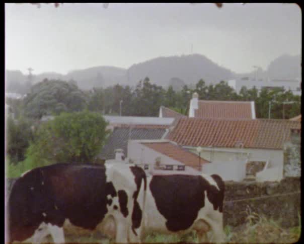 Three cows in a field and some tile roofed houses