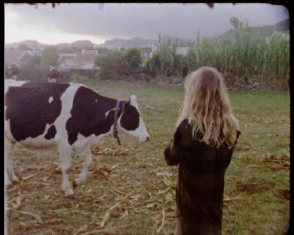 Young girl taking photos of a cow on a farm