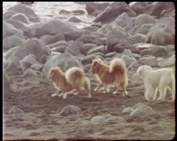 Three dogs walk towards the ocean on a rocky shore