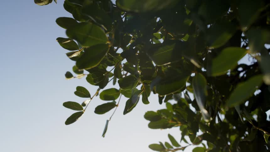 Leaves on a tree blowing in the wind with the sky in the background