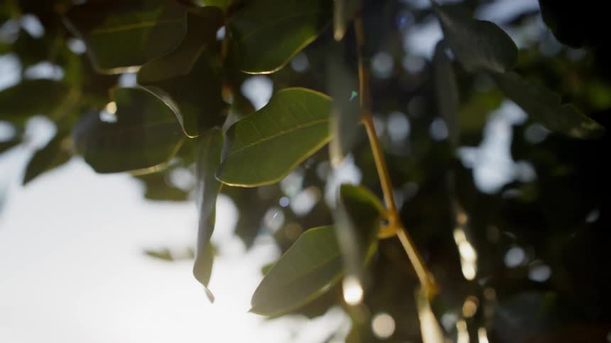 Sunlight is shining behind the bright green leafs hanging from a tree as they rustle in the breeze
