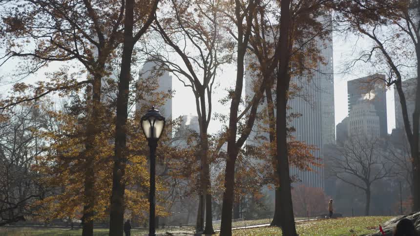 Trees are covered in fall leaves in a city park
