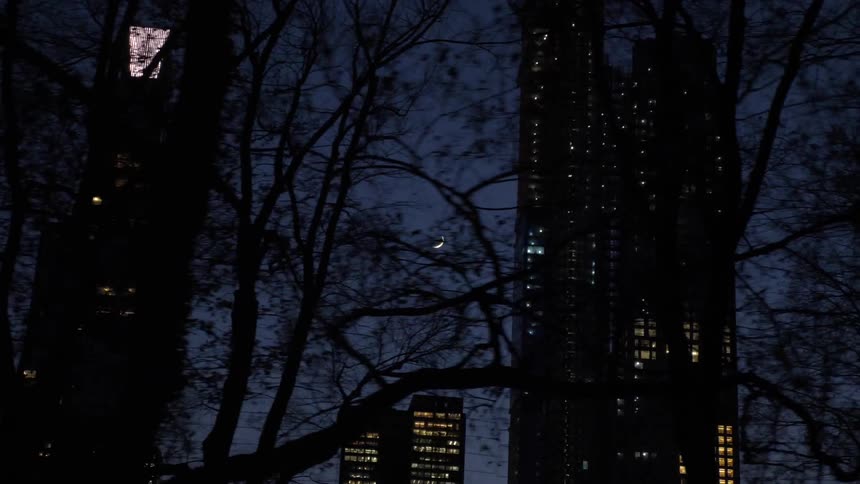 View looking up at light up skyscrapers at night through tree branches