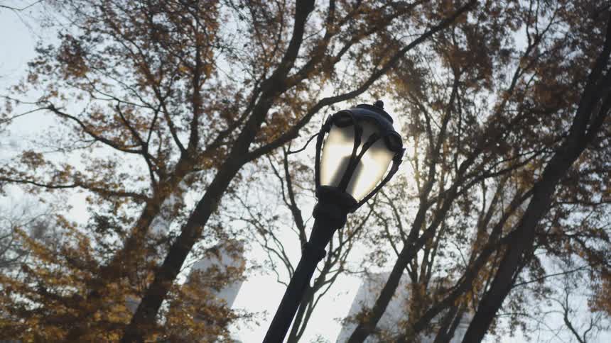 A park light in front of several trees