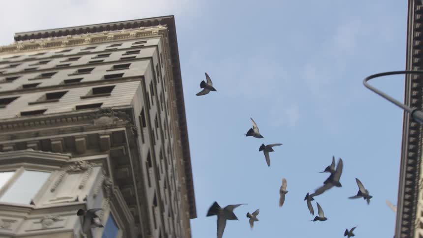 Birds fly around the tall buildings