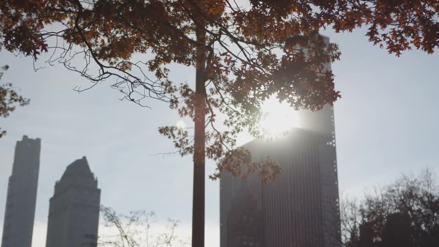 A city skyline at low sun viewed from behind a tree in fall