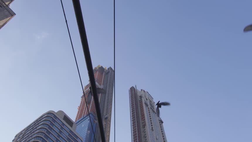 Birds fly next to skyscrapers