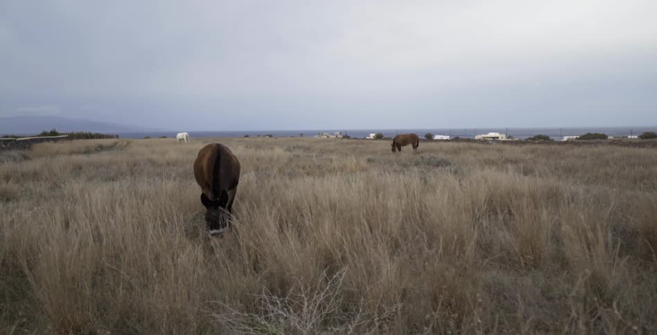 Donkey and horse grazing in a field