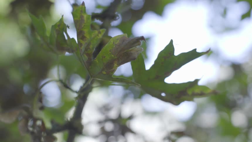 Wind blows through green leaves on a tree branch