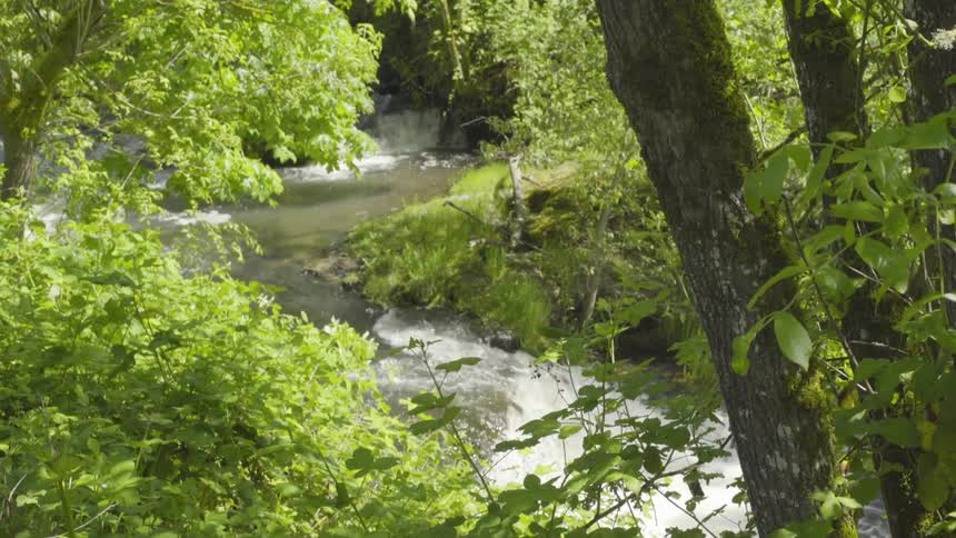 A stream is flowing in a wooded area