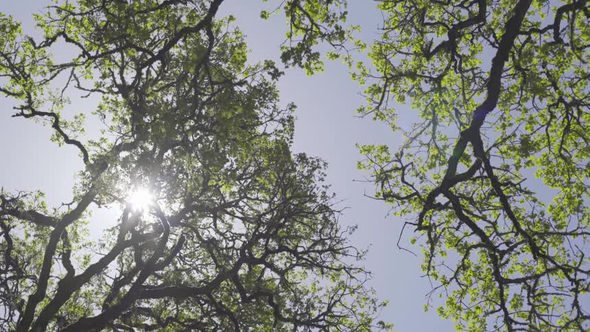 Sunlight shines through the branches of tall trees