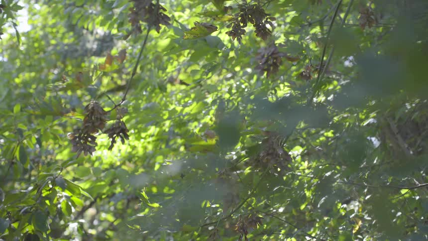 Wind blows through green leaves growing on trees