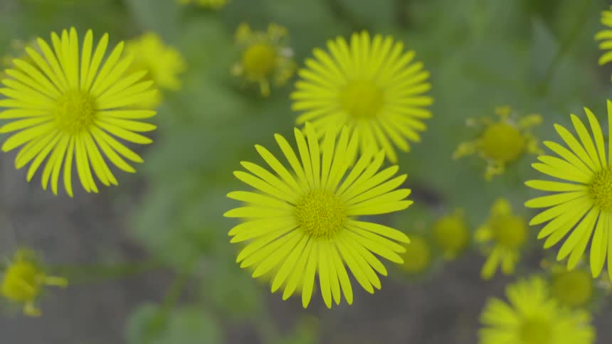 Wind blows through yellow flowers growing outside