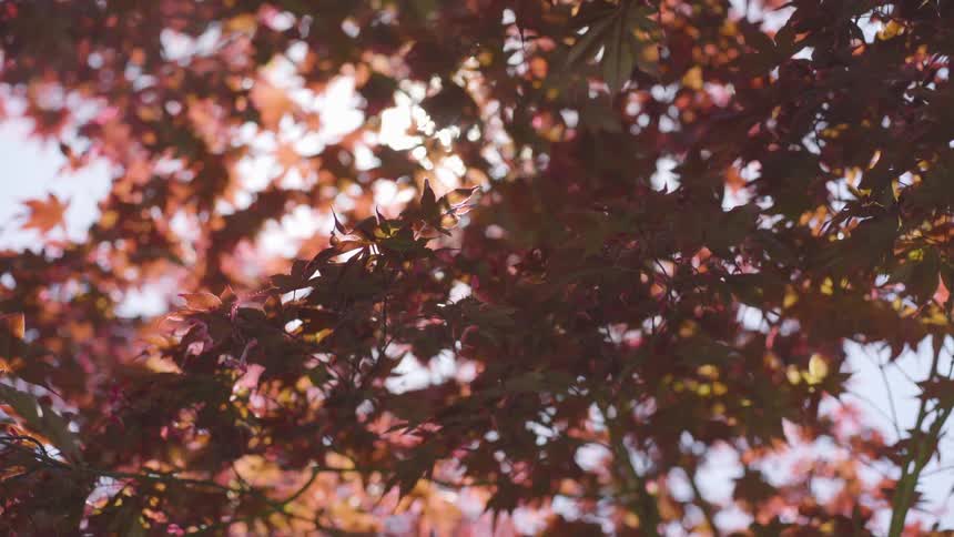 Autumn leaves on a tree swaying in the wind with the sunlight shining through the branches