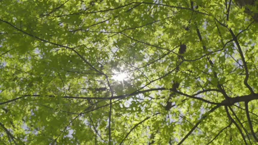 Sunlight through the foliage of a tree