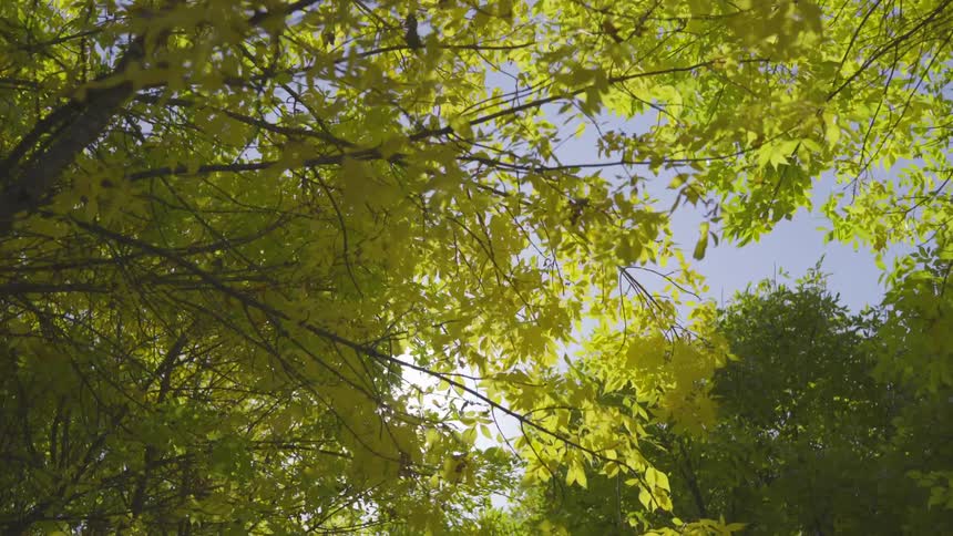 View of sun slightly breaking through green leaves of tall trees